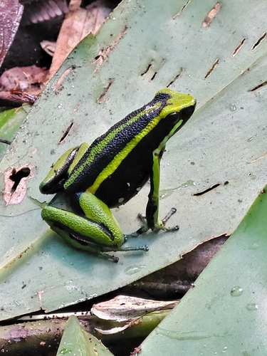 Three-striped Poison Frog