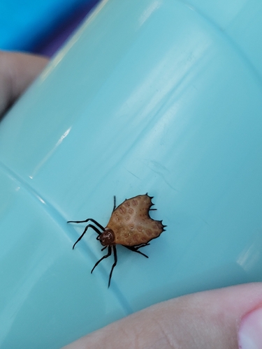 Thorned Heart Orbweaver
