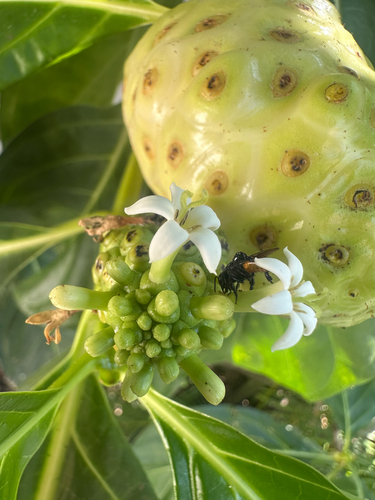 Red-tailed Stingless Bee (Trigona fulviventris)