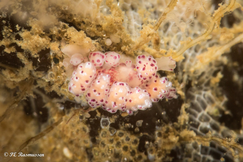 Crowned Seaslug