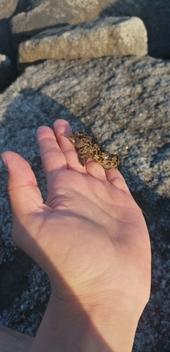 Lipophrys pholis