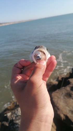 Dicentrarchus labrax