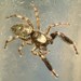 Hart's Jumping Spider - Photo (c) cheins1, all rights reserved, uploaded by cheins1