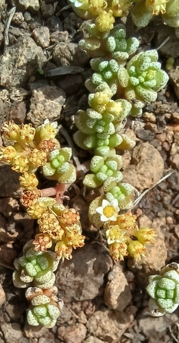 Coral Stonecrop