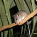 Ratas Arborícolas - Photo (c) Jenifer Segura, todos los derechos reservados