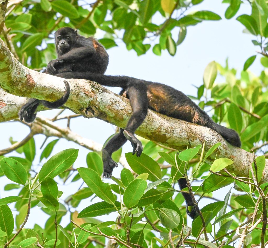 Mantled Howler Monkey from Colón District, Colón Province, Panama on ...
