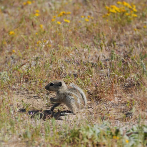 Nelson's Antelope Squirrel observed by dioforrio