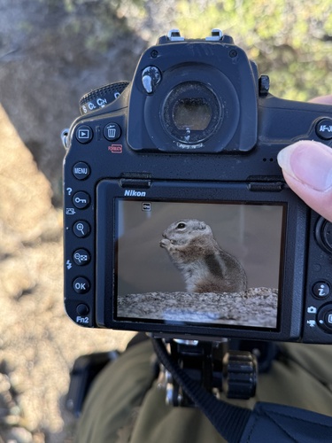 Texas Antelope Squirrel observed by hanyang_ye