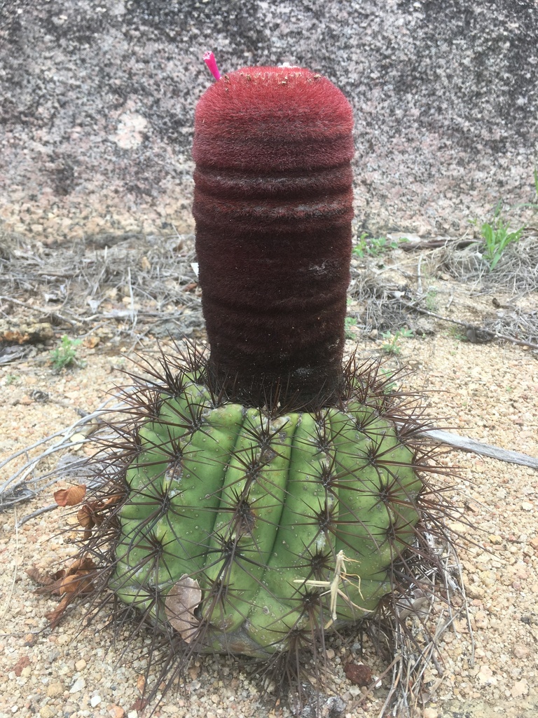 Photos of Melocactus ernestii  iNaturalist