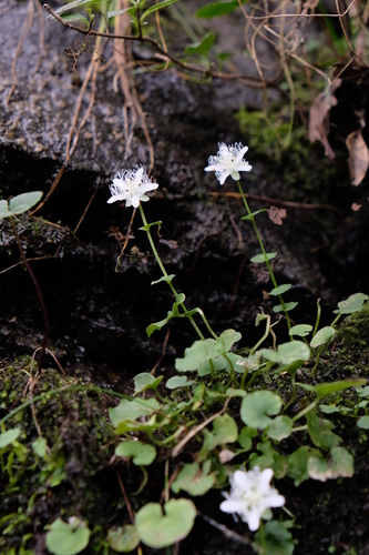 Parnassia amoena