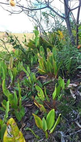 Philodendron edmundoi