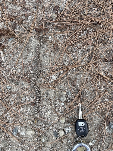 iNaturalist observation photo of Southern Pacific Rattlesnake