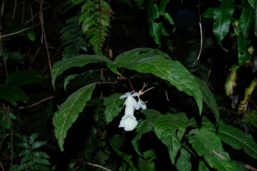 Anna ophiorrhizoides