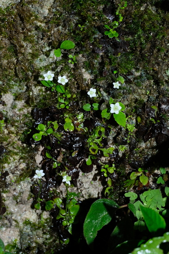 Parnassia faberi