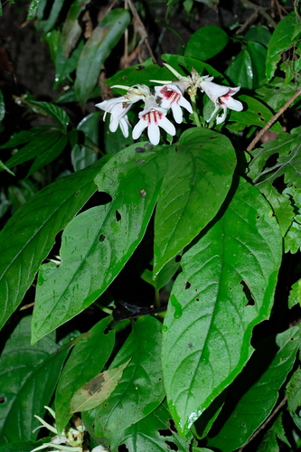 Hemiboea omeiensis