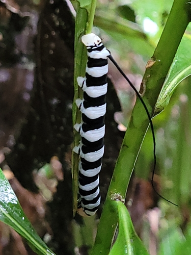 Isognathus swainsonii