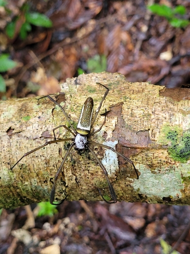 Golden Silk Spider