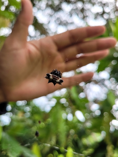 Spinybacked Orbweaver