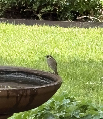 Yellow-faced Honeyeater