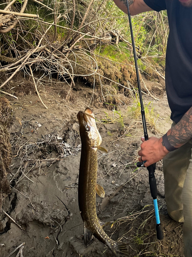 Northern Pike