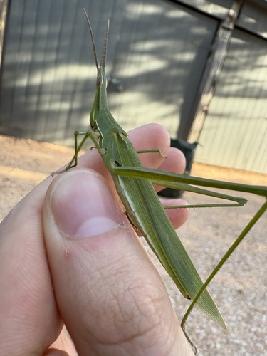 Giant Green Slantface