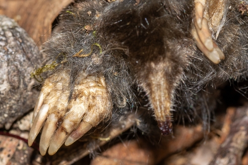 Hairy-tailed Mole observed by scott_bolick