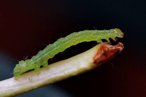 Tomato Looper