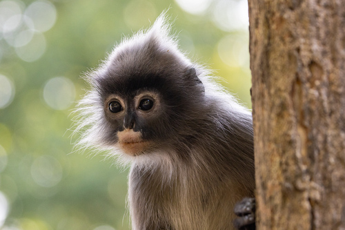 Indochinese Gray Langur