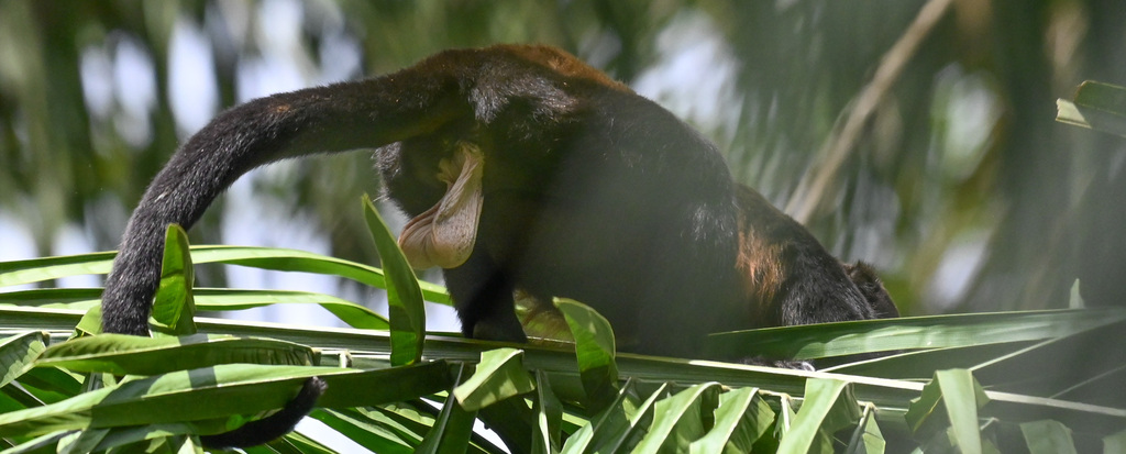 Mantled Howler Monkey from Colón District, Colón Province, Panama on ...