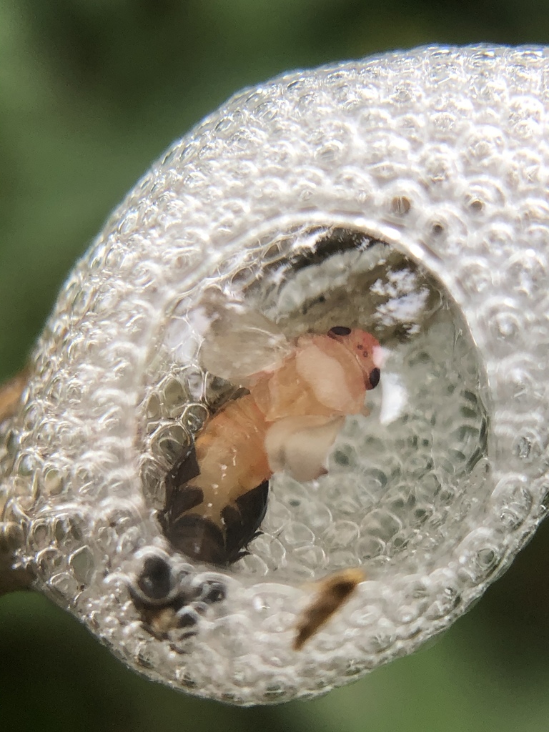 Uchittinga Insect Okiscarta uchidae from 礁溪鄉, TW on March 12, 2020 at 02:08 AM by creek ...