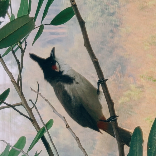 Red-whiskered Bulbul