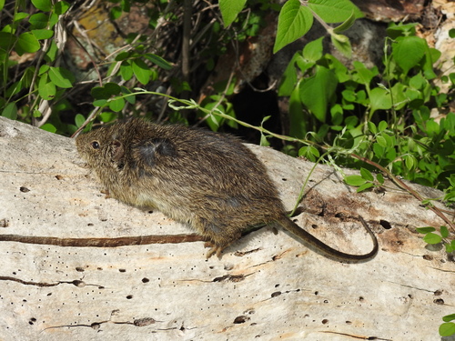 Rata Magueyera