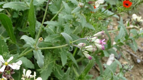Silene diversifolia