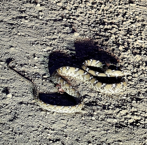 Common Cat Snake