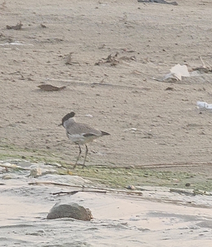 River Lapwing