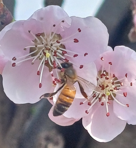Western Honey Bee