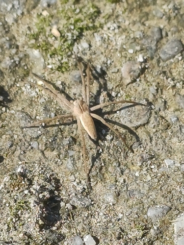 Pisaura