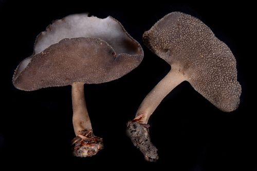 long-stalked gray cup