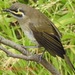 Yellow-faced Honeyeater - Photo (c) fonibear, all rights reserved