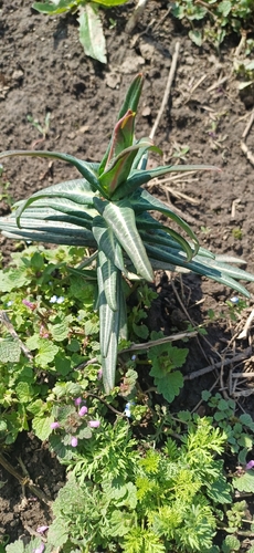 caper spurge