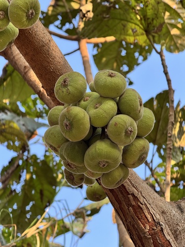 Roxburgh fig