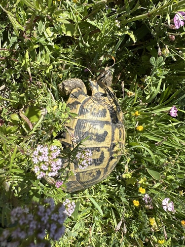 Testudo hermanni