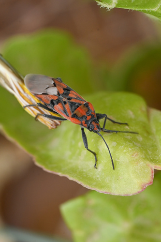 Indian Milkweed Bug