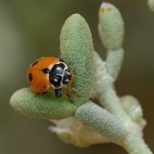 Variegated Lady Beetle