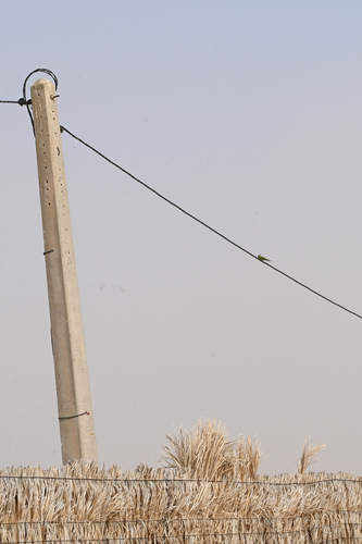 Blue-cheeked Bee-eater