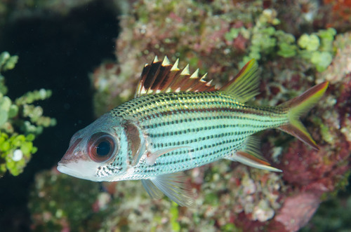 Spotfin Squirrelfish