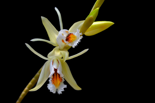 Coelogyne sanderae