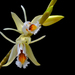 Coelogyne sanderae - Photo (c) Ji-Shen Wang, all rights reserved, uploaded by Ji-Shen Wang