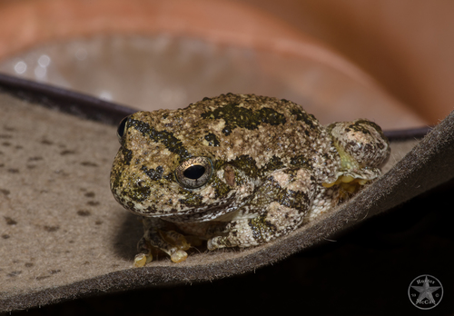 Canyon Tree Frog