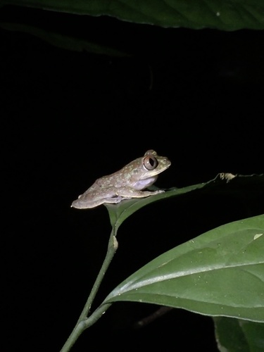 False Aubry's Tree Frog